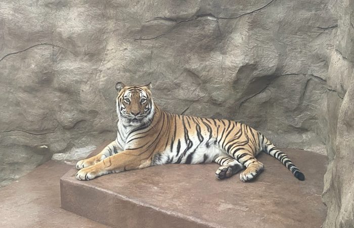 Washington Park Zoo Municipal Big Cat Expansion